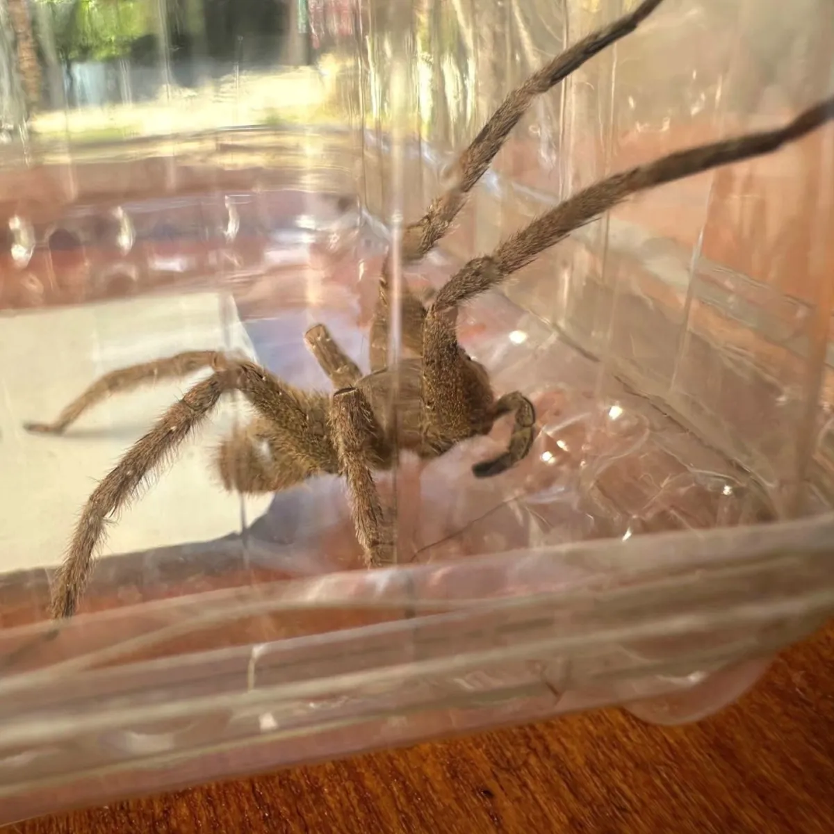 Alerta en Minas: hallan una araña del banano en un puesto de frutas y la trasladan a un centro especializado