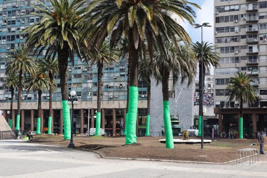 Foto sobre Las 33 palmeras de Plaza Independencia ya no existen: cómo avanza la lucha de la Intendencia de Montevideo contra el picudo rojo
