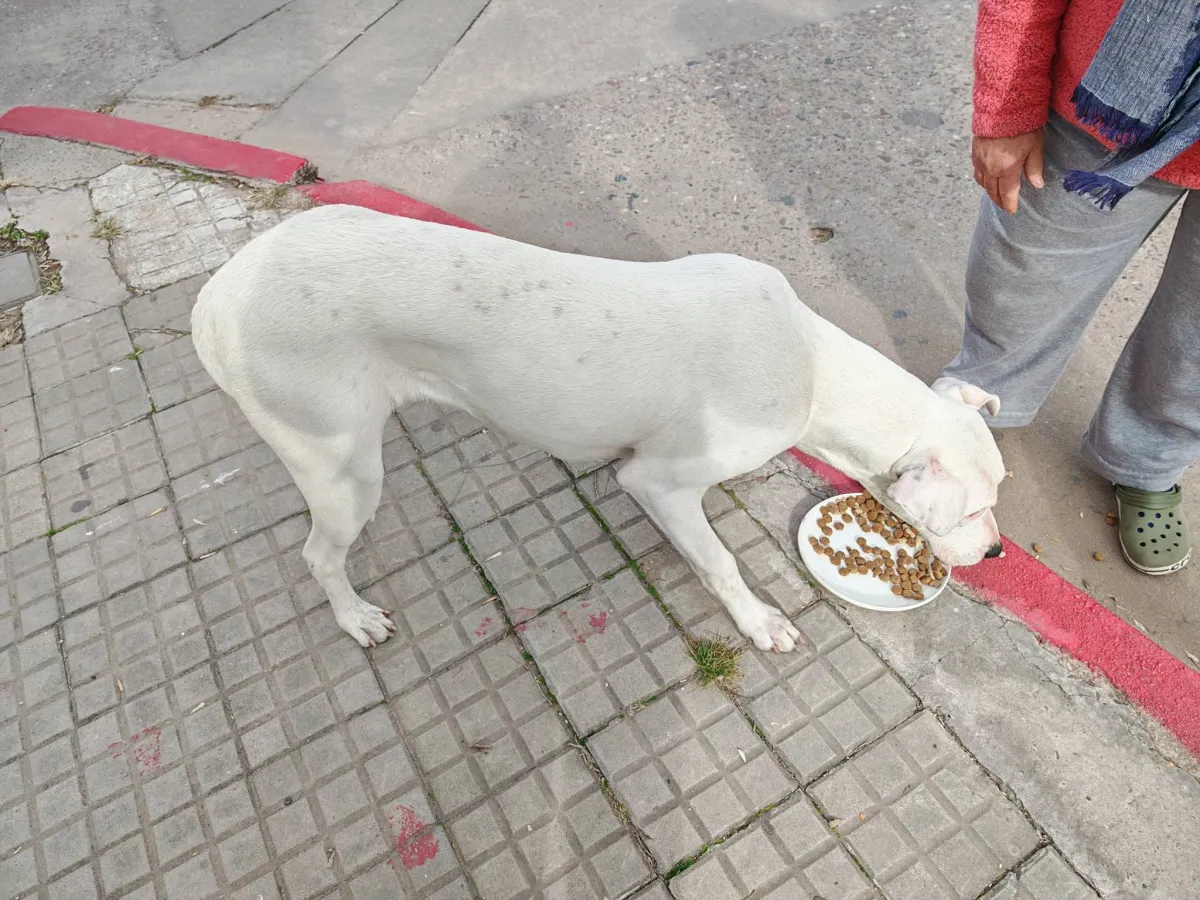 Foto sobre Escándalo en Paysandú: Vecinos se negaron a entregar una perra sin pruebas y el caso terminó con intervención policial