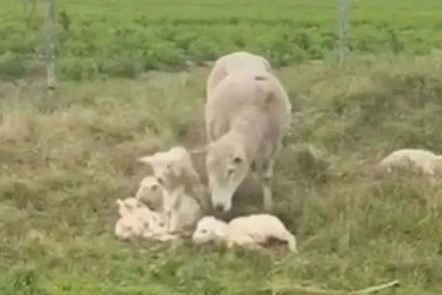Una oveja parió quintillizos en Paysandú y sorprendió a los productores