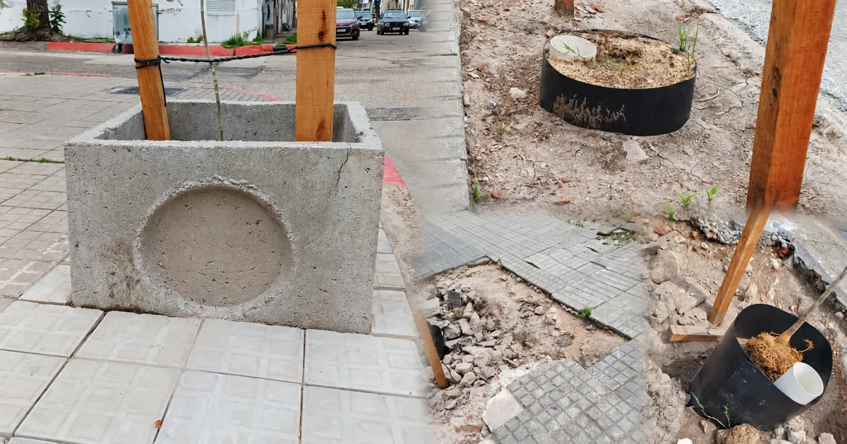 Foto sobre Luces y sombras del plan de arbolado: una obra celebrada por los vecinos que tropieza con la falta de coordinación y previsión
