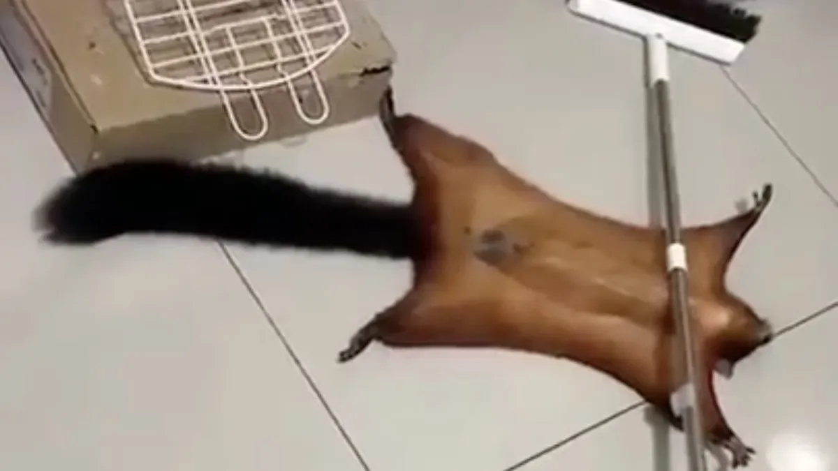 Foto sobre La ardilla viral: se hizo la muerta para evitar que la lastimaran