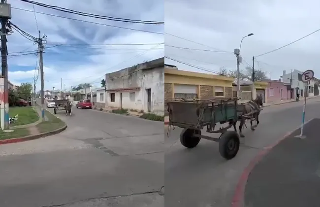 Foto sobre Un caballo llevó el carro por su cuenta: una escena insólita que también muestra un peligro en Canelones