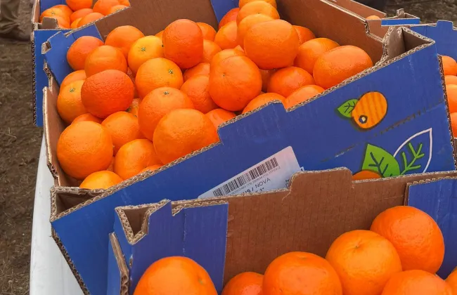 Foto sobre El desempleo bajó en Paysandú y la zafra citrícola podría estar detrás de la mejora