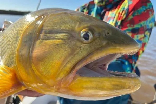 Foto sobre Niño sufre inesperada mordedura de un dorado mientras nadaba en la costa del Río Uruguay