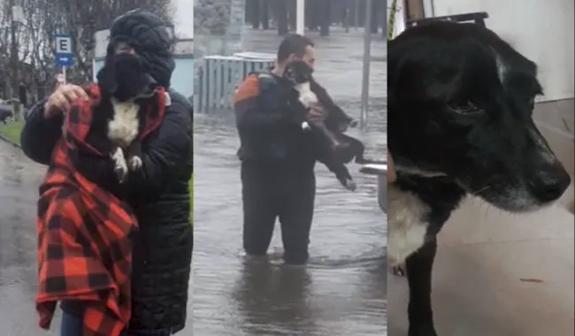 Foto sobre Bomberos salvaron a un perro atrapado por la creciente del río Yí: estaba herido y con hipotermia