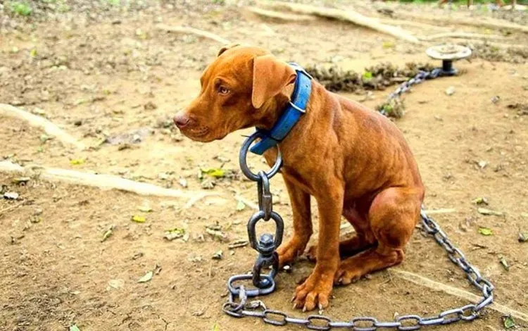 Foto sobre Nuevo proyecto de ley busca tipificar como delito el maltrato animal en Uruguay