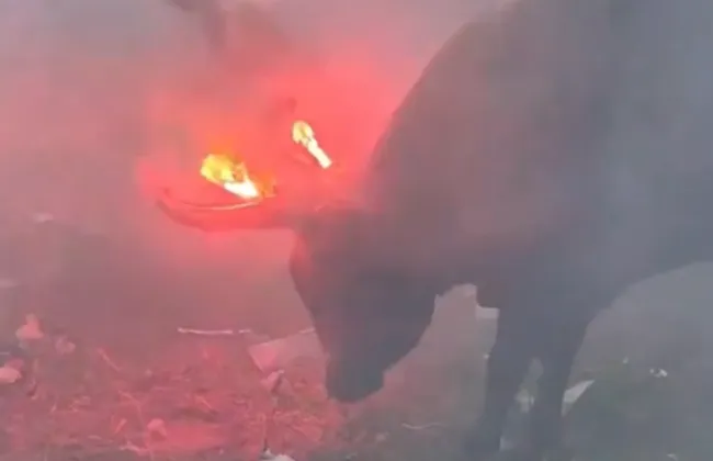 Foto sobre Colombia: Toro con fuego en los cuernos: denuncian maltrato en Colombia y autoridades piden investigar